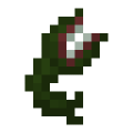 Pijawka